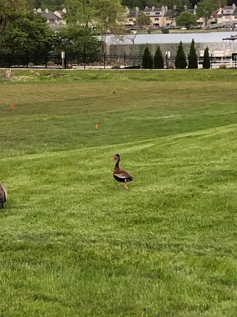 Black-bellied Whistling-Duck - ML336762641