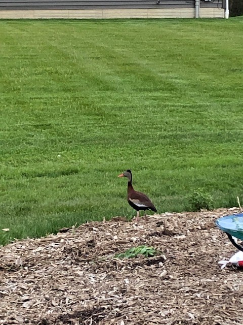 Black-bellied Whistling-Duck - ML336762651