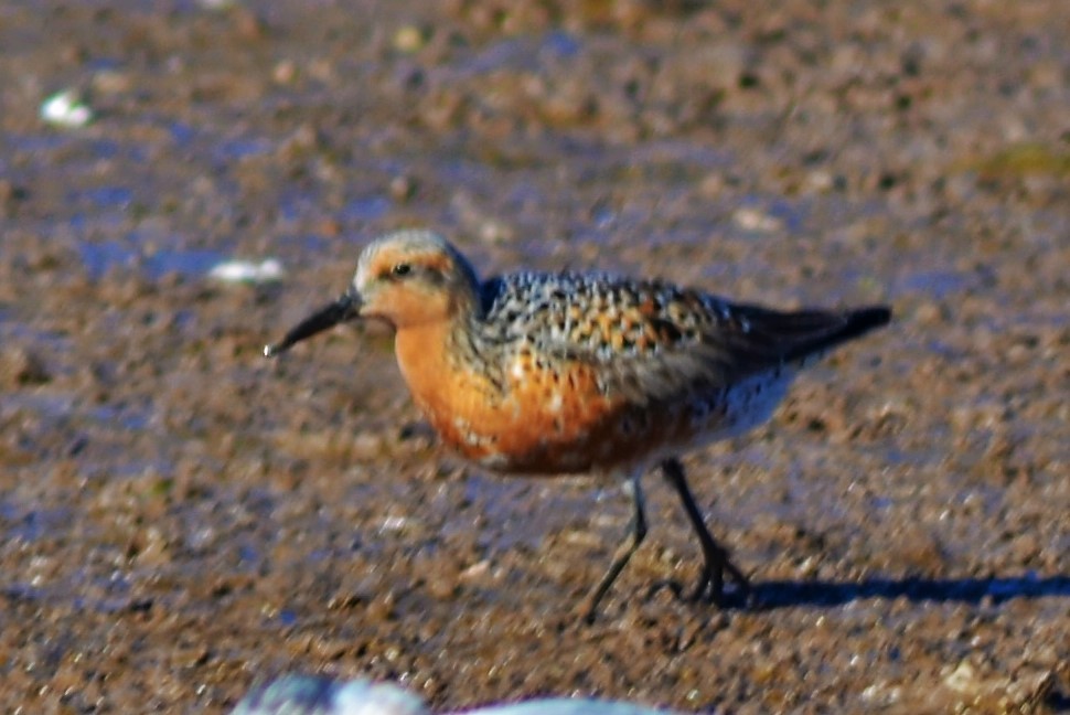 Red Knot - ML336764611