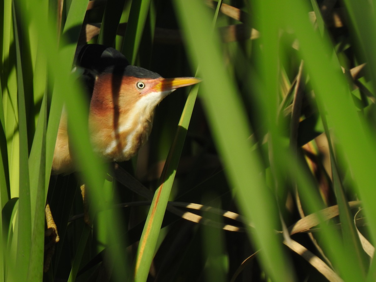 Least Bittern - ML336765621