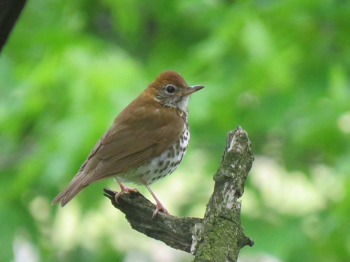 Wood Thrush - ML336765781