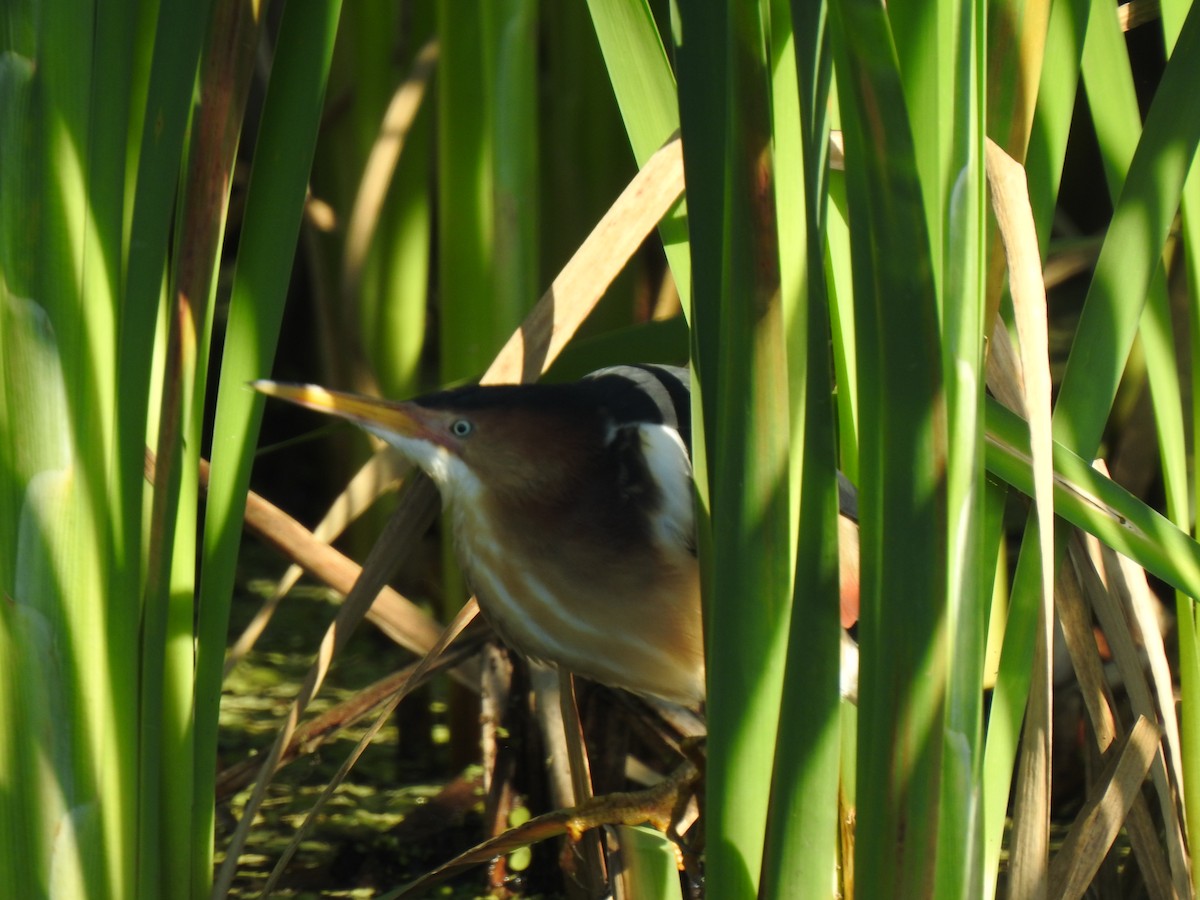 Least Bittern - ML336766031