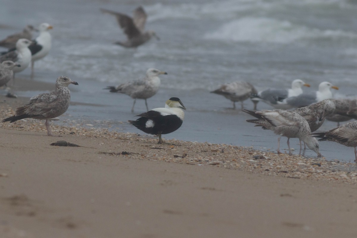 Common Eider (Dresser's) - ML336766381