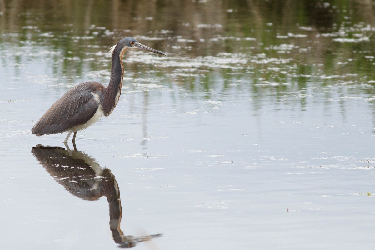 Tricolored Heron - ML336766931