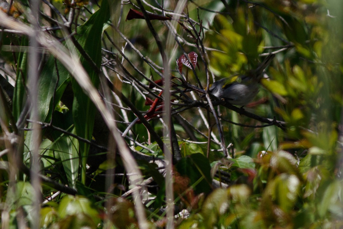 Golden-winged Warbler - ML336767531