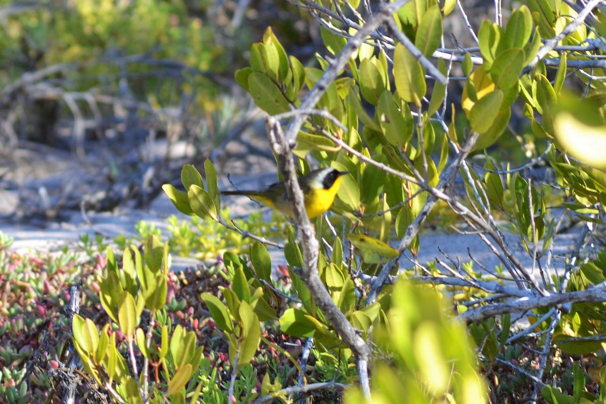 Common Yellowthroat - ML336768281