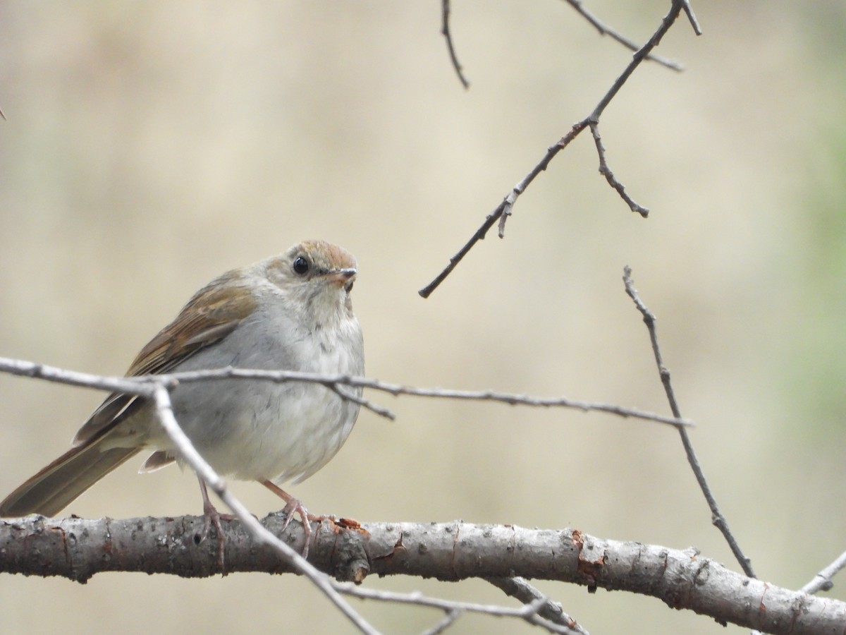 Russet Nightingale-Thrush - ML336768481