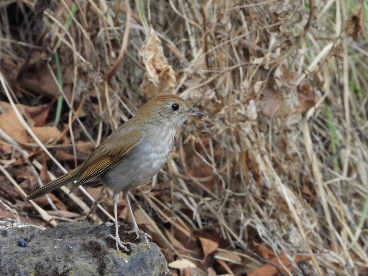 Russet Nightingale-Thrush - ML336768561