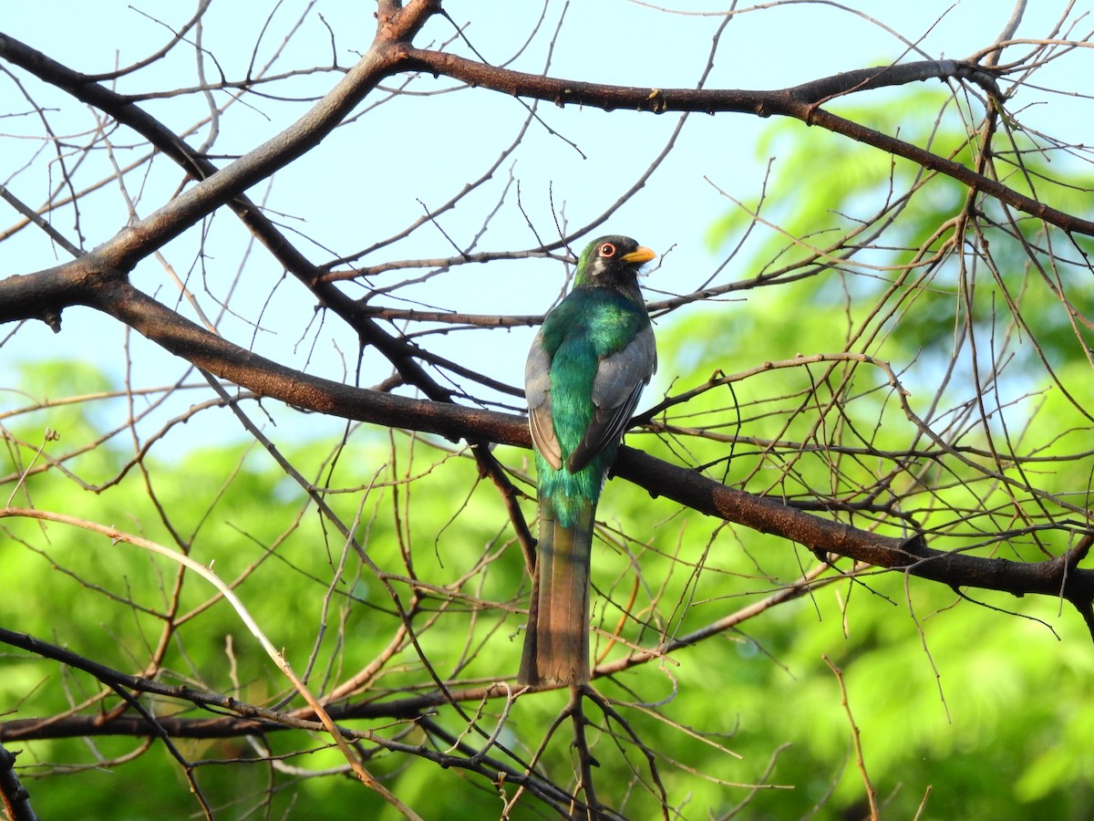 Elegant Trogon - Andrea Aguilera