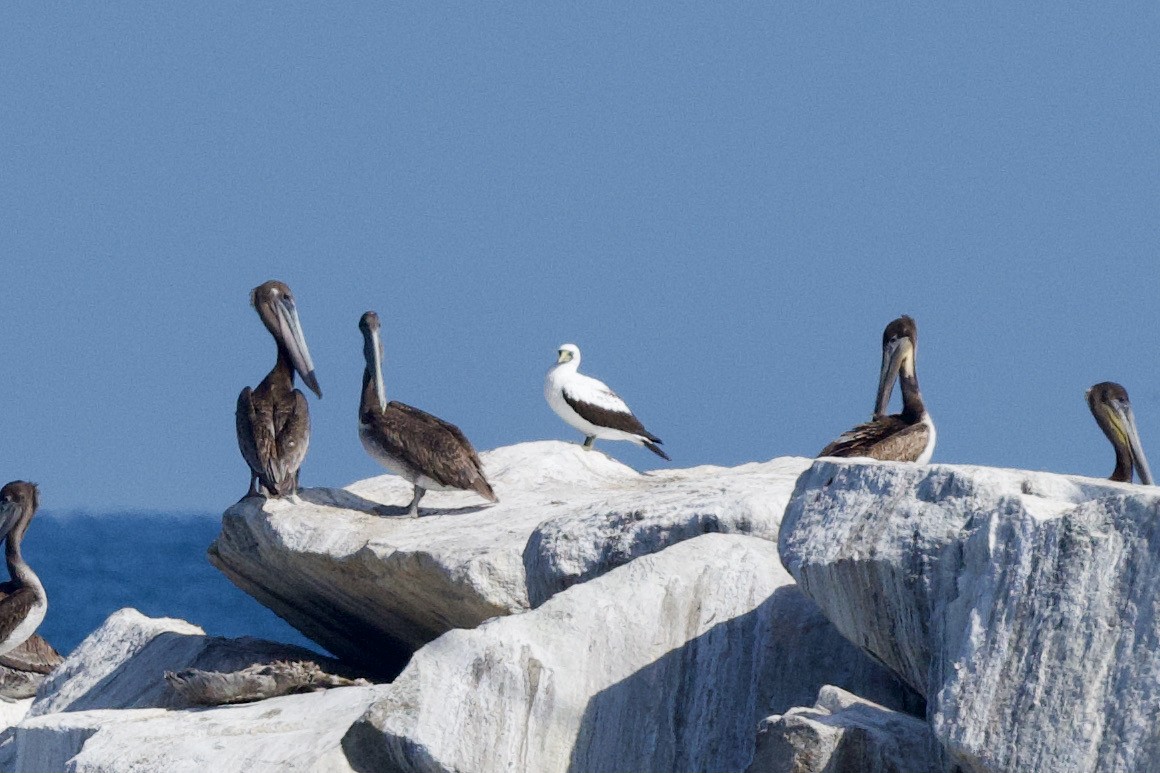 Masked Booby - David Theobald