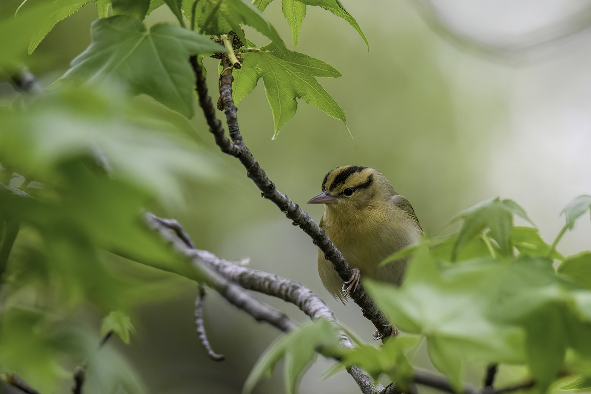 Worm-eating Warbler - ML336772941