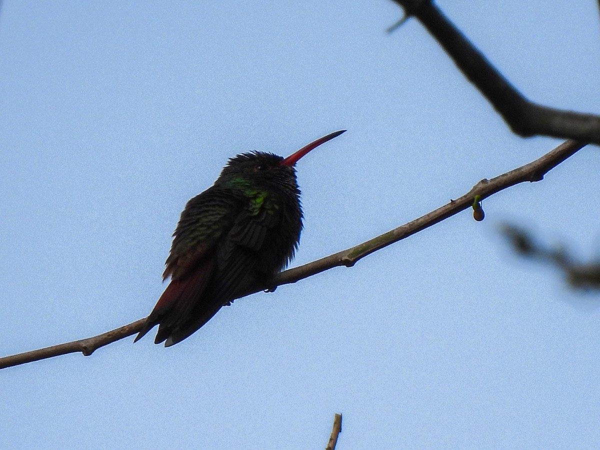 Rufous-tailed Hummingbird - ML336774141