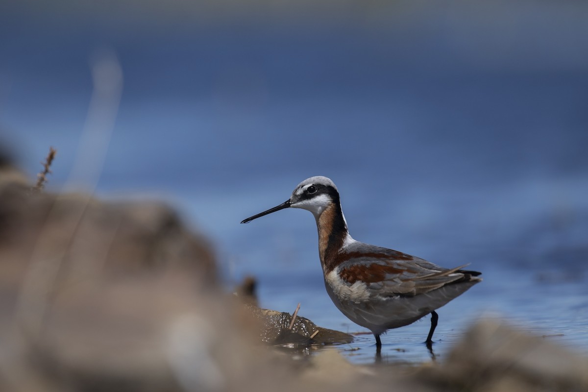 Wilson's Phalarope - William Hearn