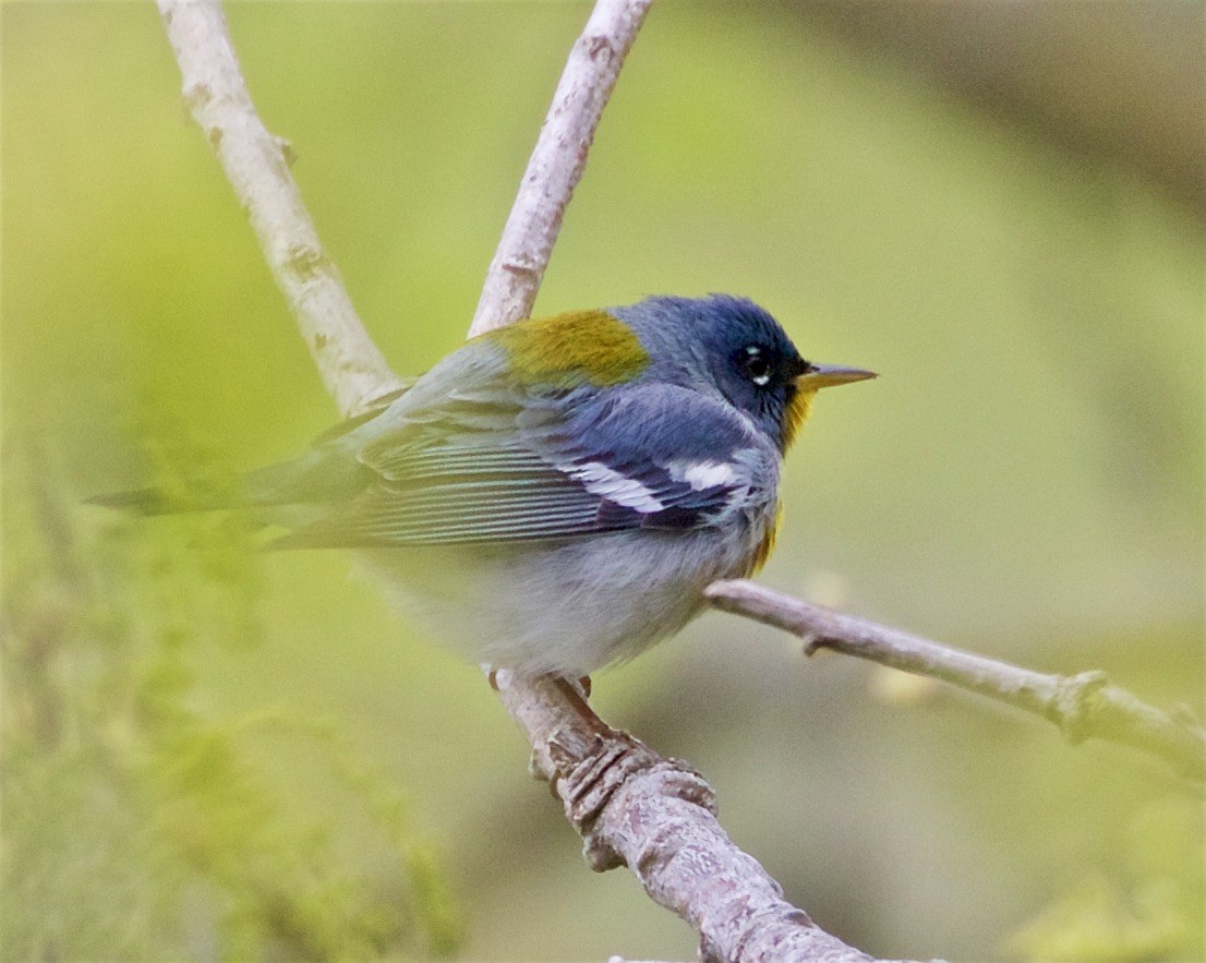 Northern Parula - ML336781251