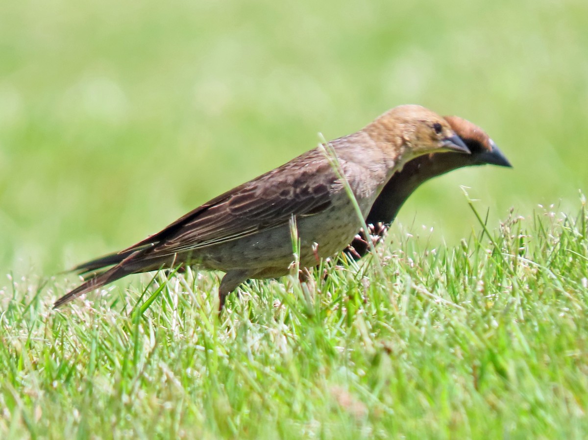 Brown-headed Cowbird - ML336781461