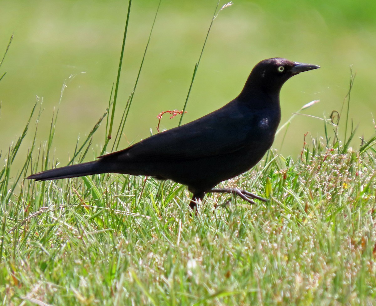 Brewer's Blackbird - ML336781701