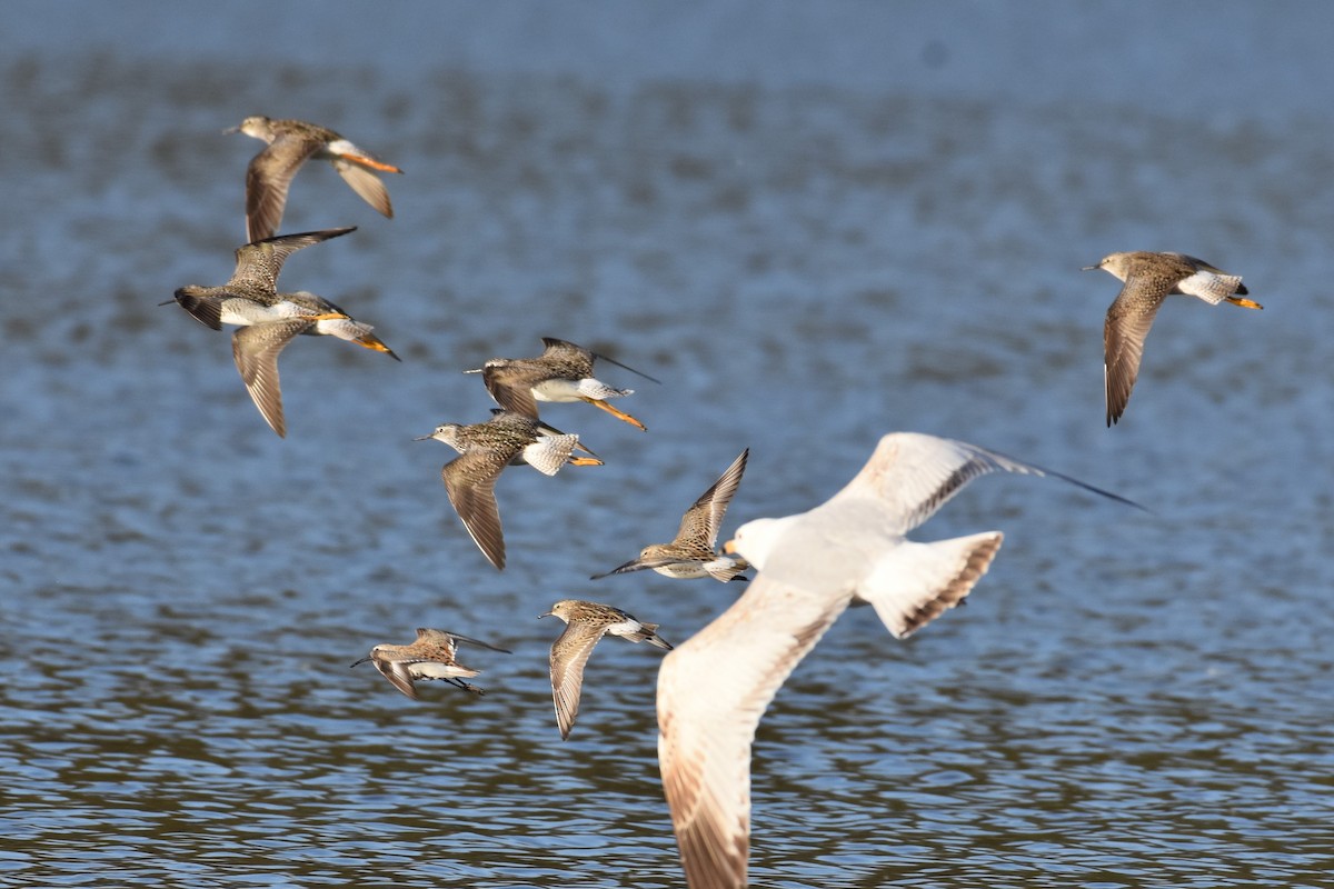 White-rumped Sandpiper - ML336782531