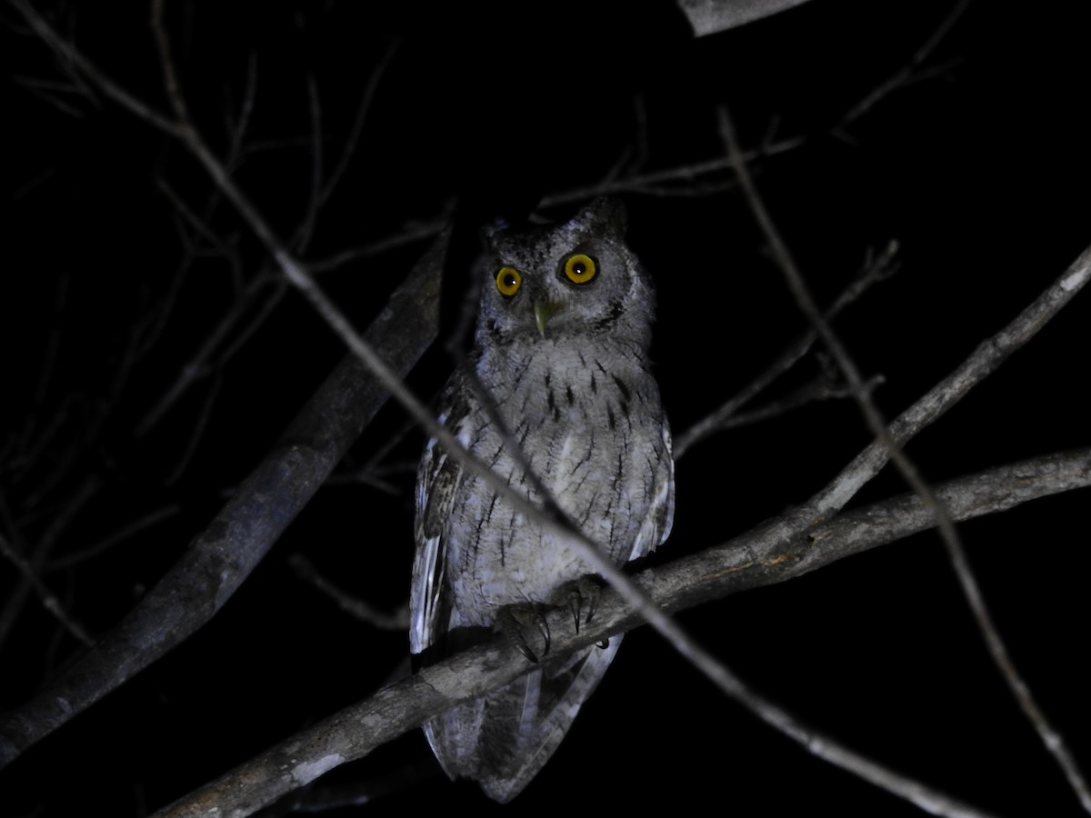 Pacific Screech-Owl - Andrea Aguilera