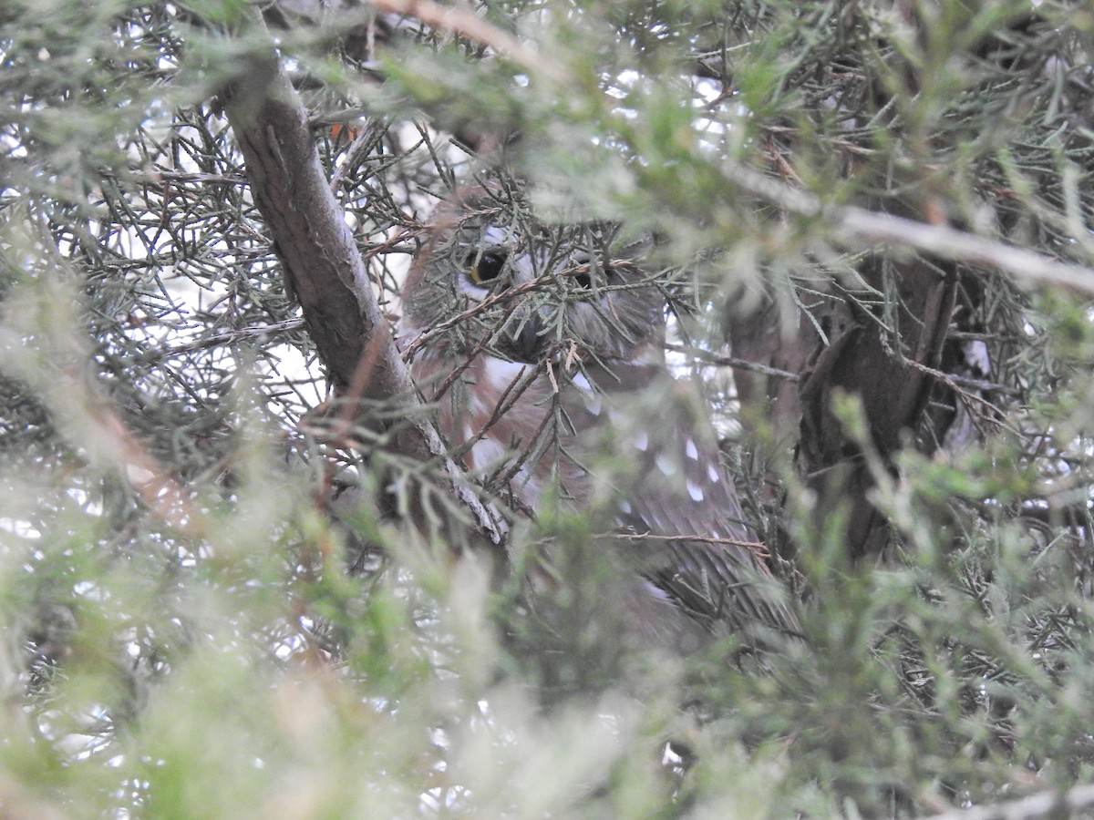 Northern Saw-whet Owl - ML336783171