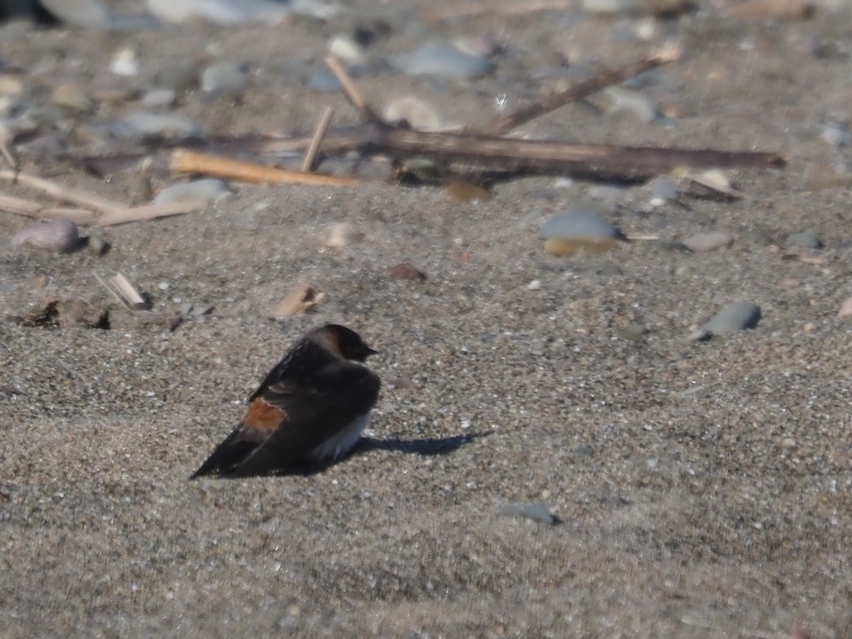 Cliff Swallow - ML336784041