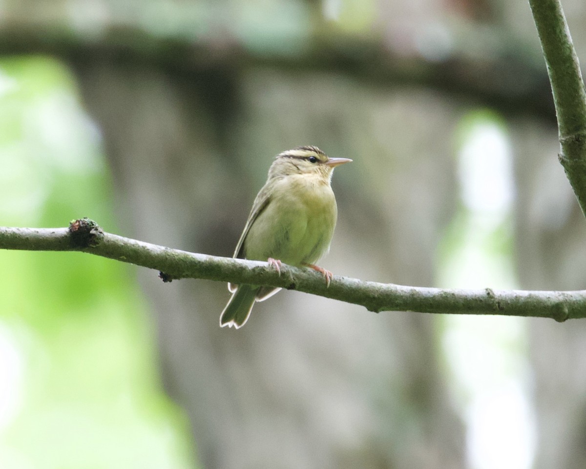 Worm-eating Warbler - ML336784591