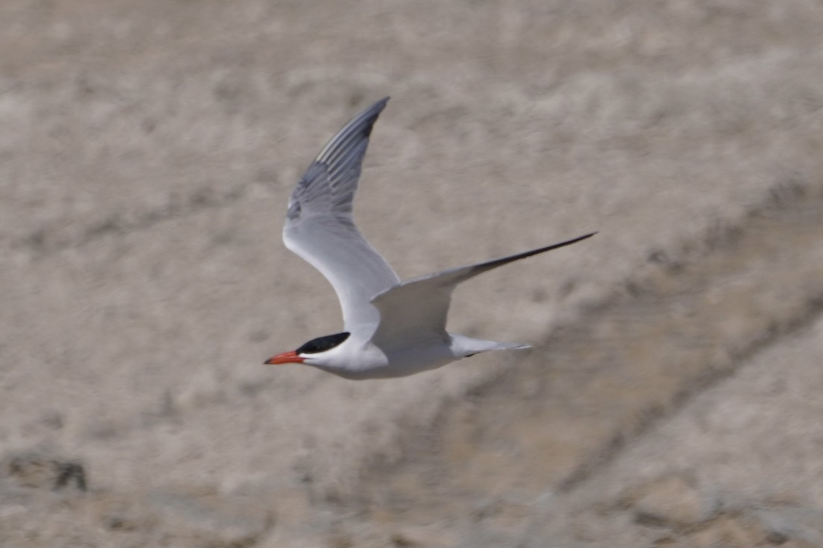 Caspian Tern - ML336784651