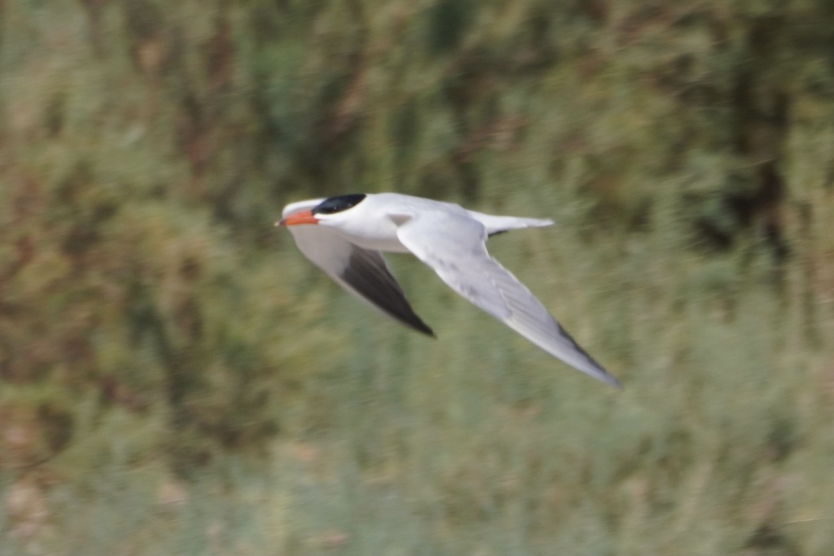 Caspian Tern - ML336784691