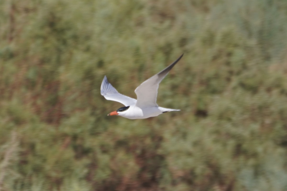 Caspian Tern - Greg Hertler