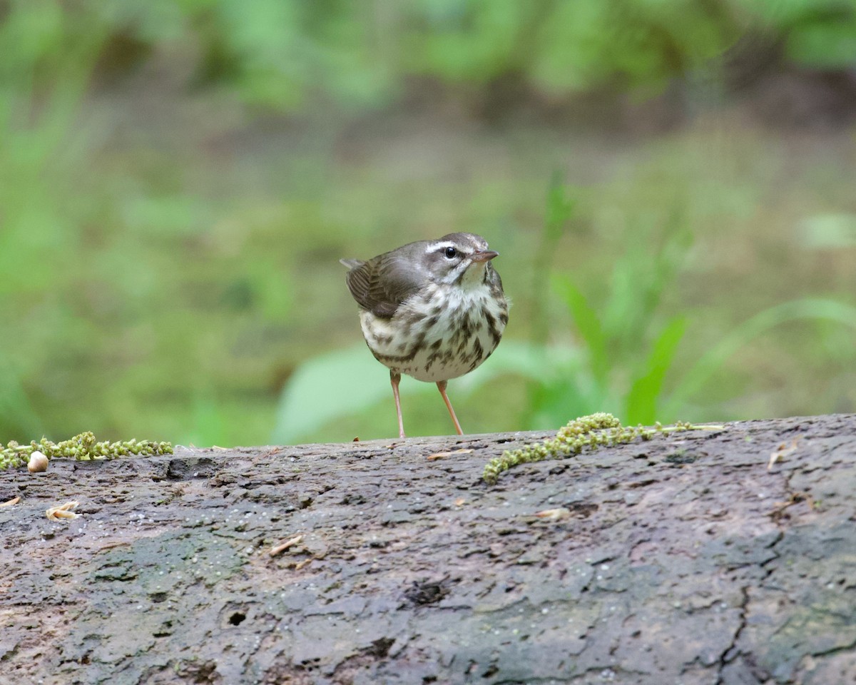 Louisiana Waterthrush - ML336784741