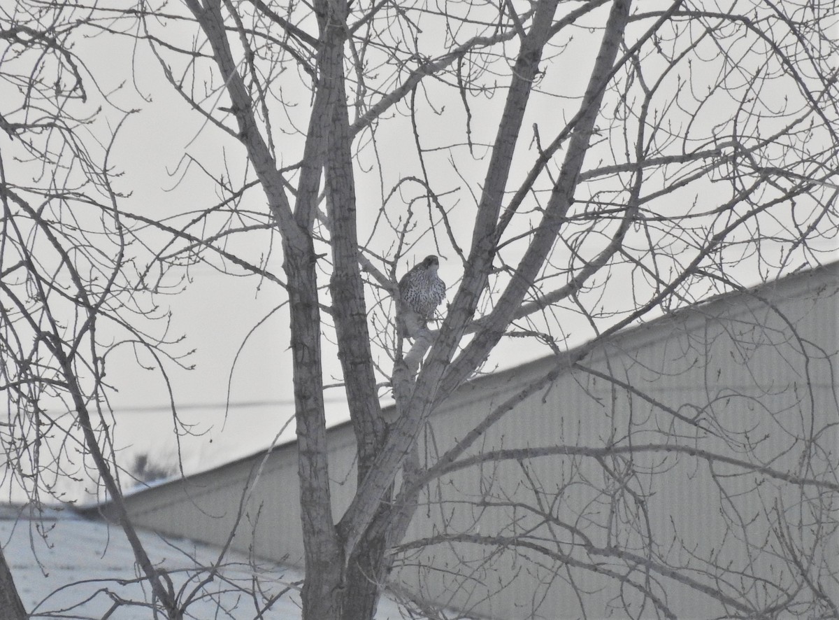 Gyrfalcon - ML336785241