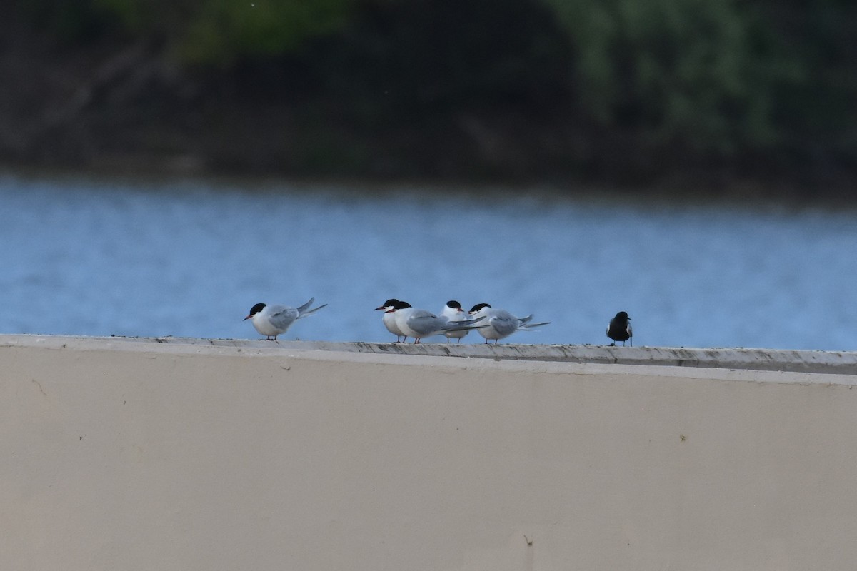 Black Tern - jerod skebo