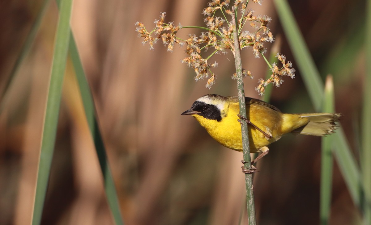 Common Yellowthroat (chapalensis) - Luke Seitz