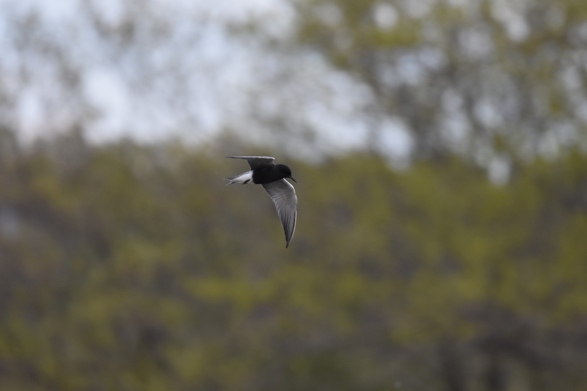 Black Tern - jerod skebo