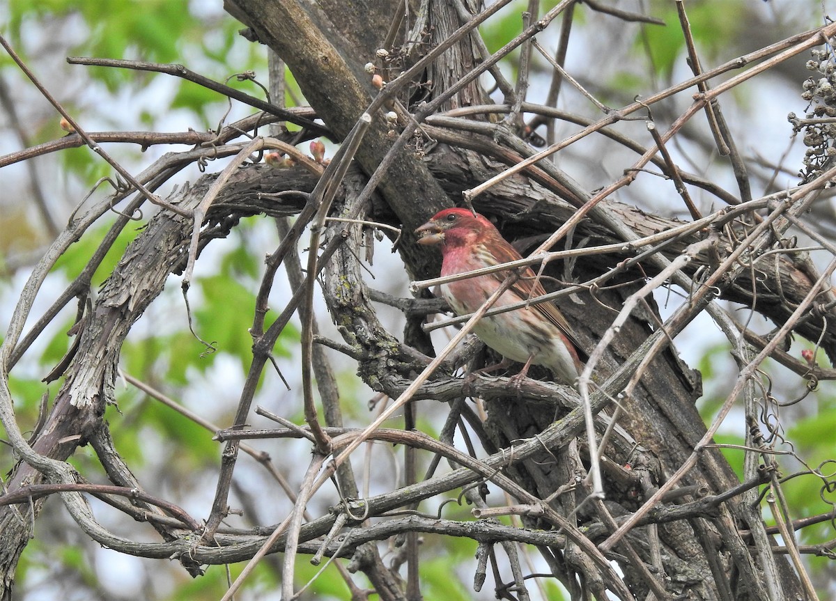 Purple Finch (Eastern) - ML336786661