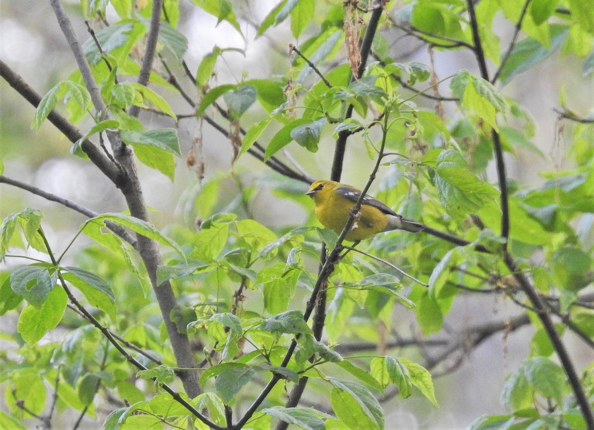 Blue-winged Warbler - Nick Kiehl