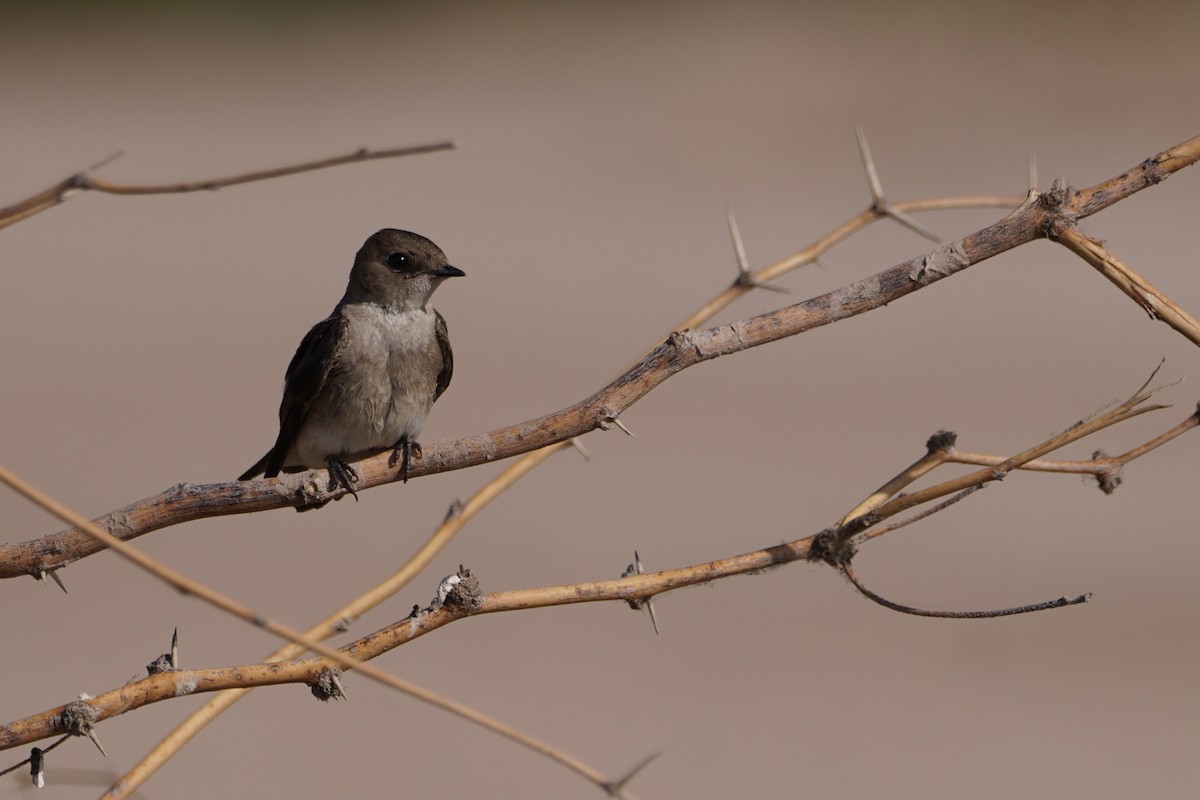 Northern Rough-winged Swallow - Greg Hertler