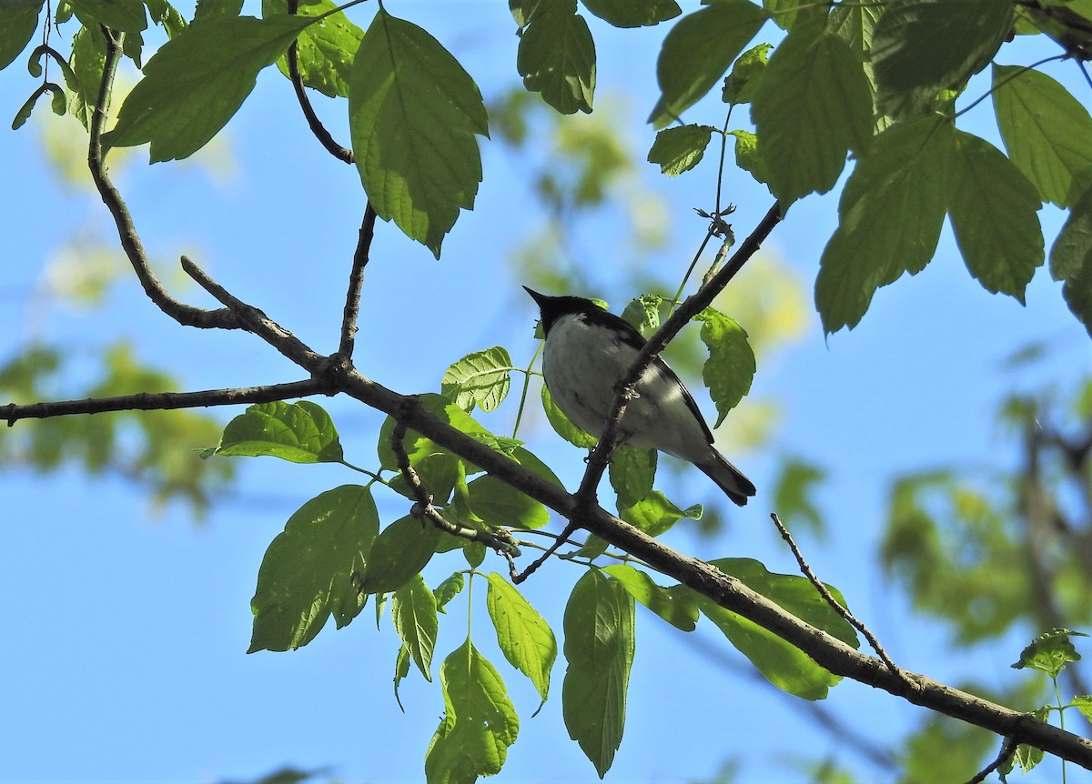 Black-throated Blue Warbler - ML336787351