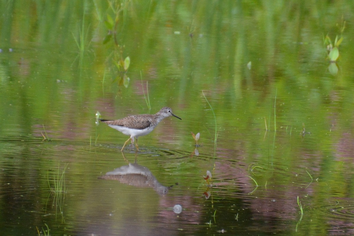 Solitary Sandpiper - ML33678821