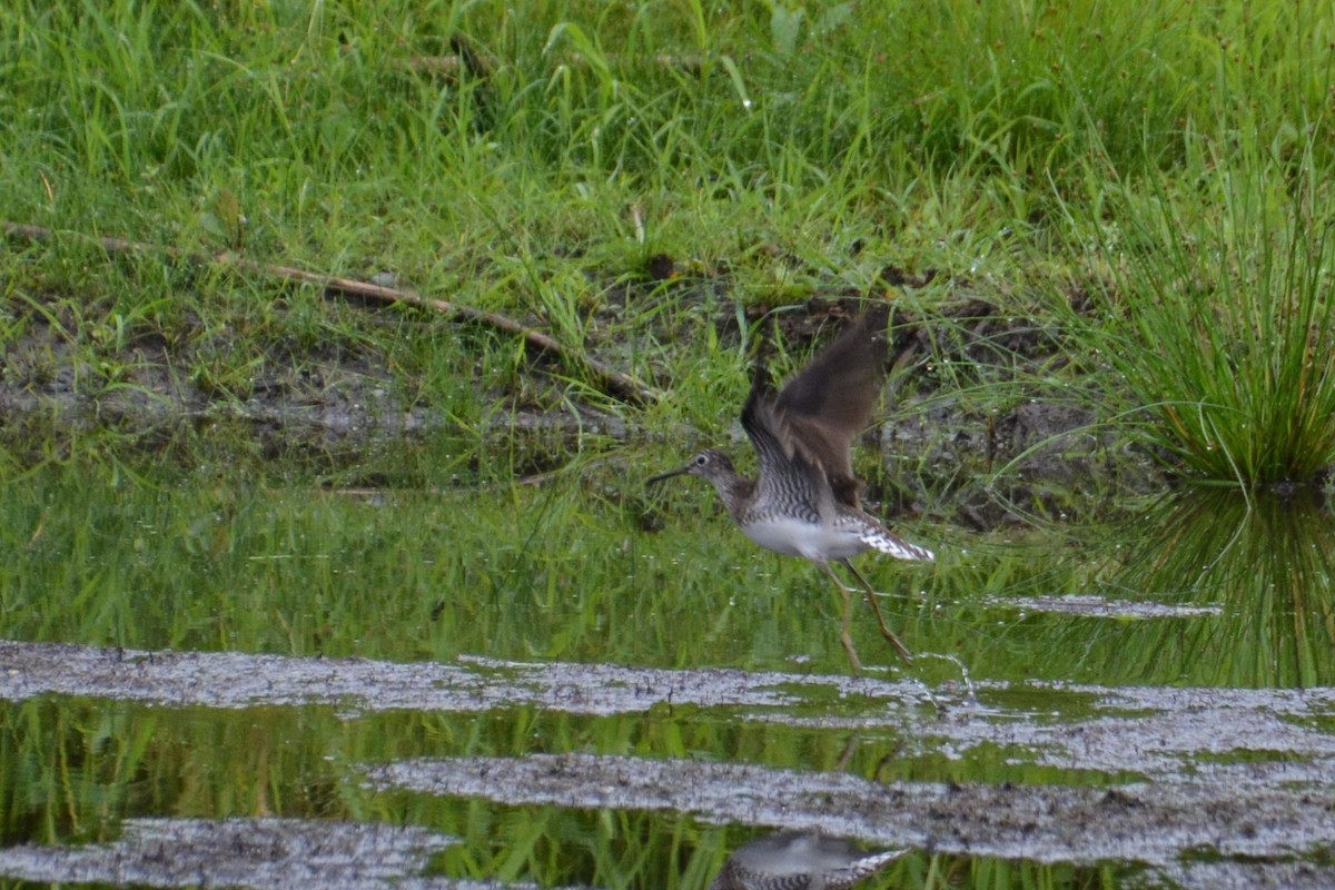 Solitary Sandpiper - ML33678831