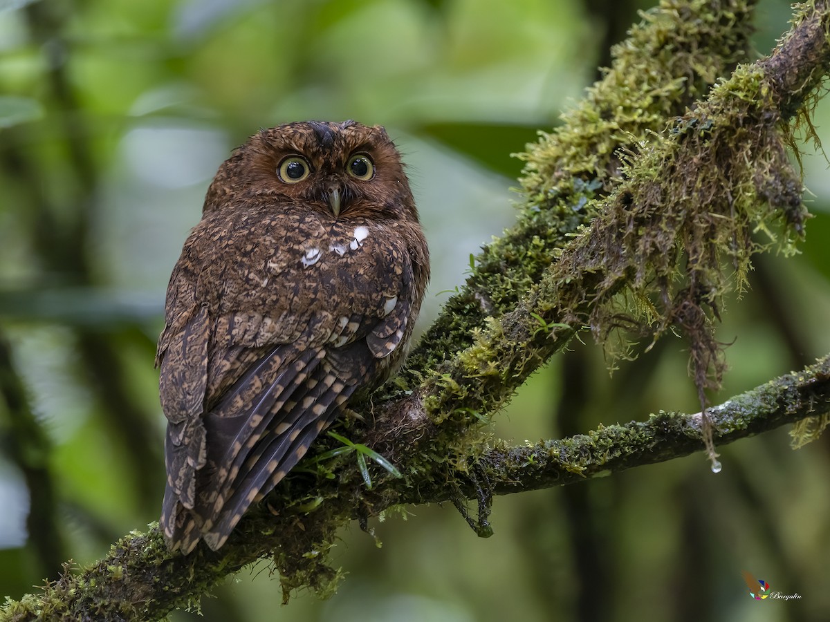 Bare-shanked Screech-Owl - ML336789081