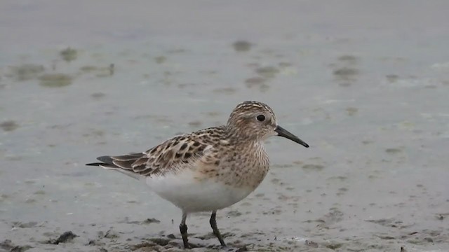 Baird's Sandpiper - ML336790161