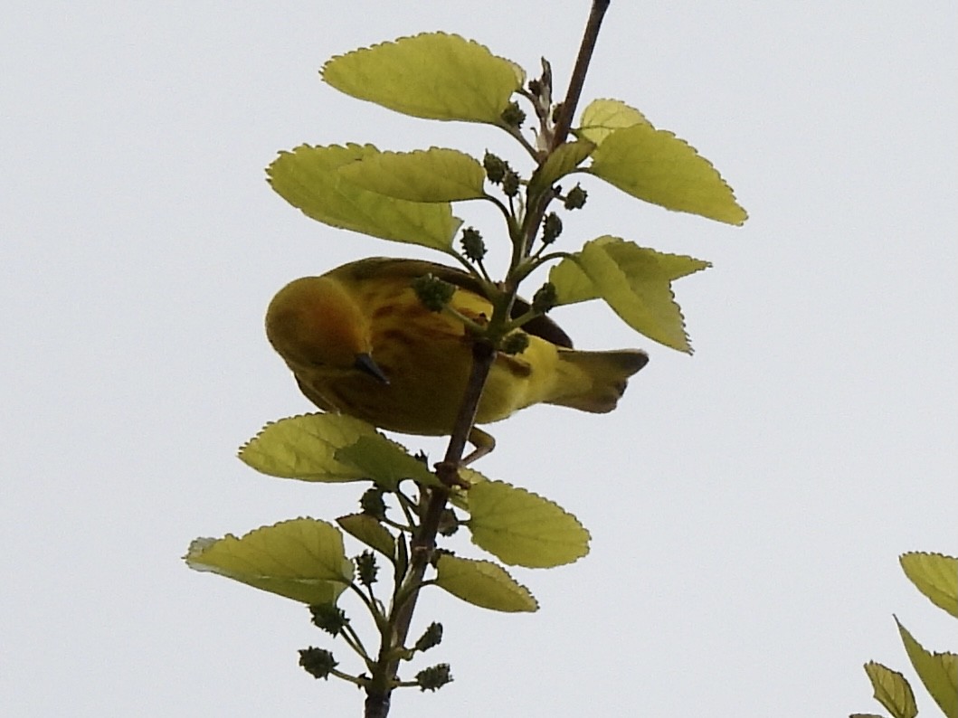 Yellow Warbler (Northern) - ML336790211
