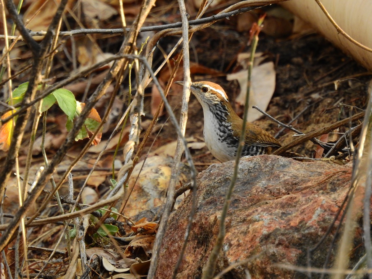 Banded Wren - ML336795271