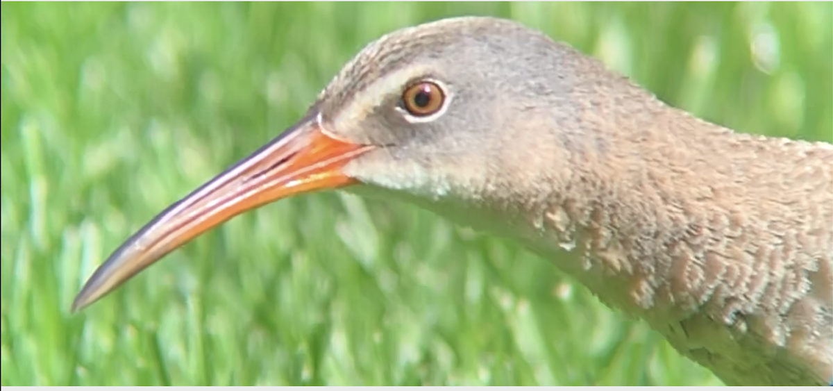 Clapper Rail - ML336796171