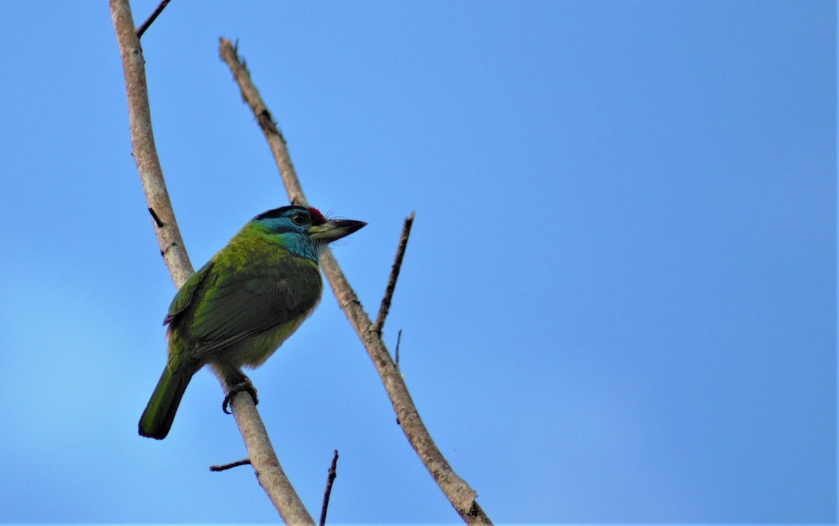 Mavi Boğazlı Barbet - ML336796941