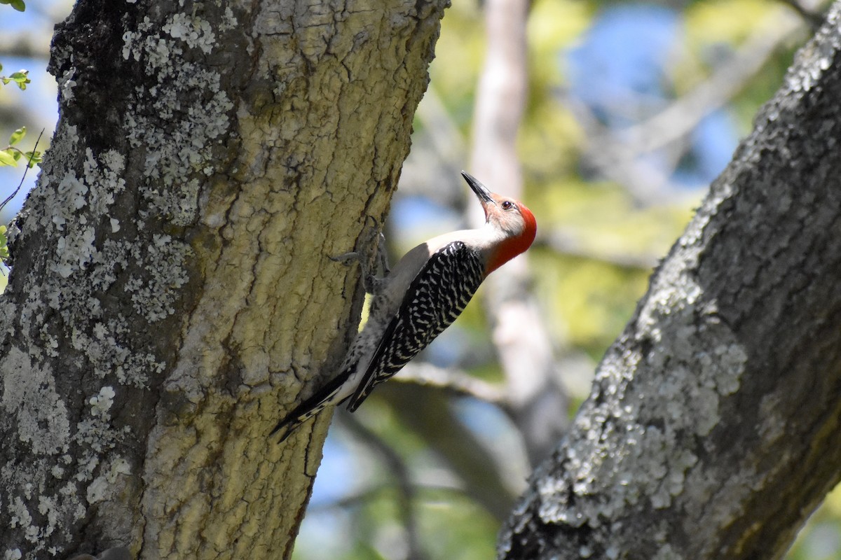 Red-bellied Woodpecker - Noah Daun