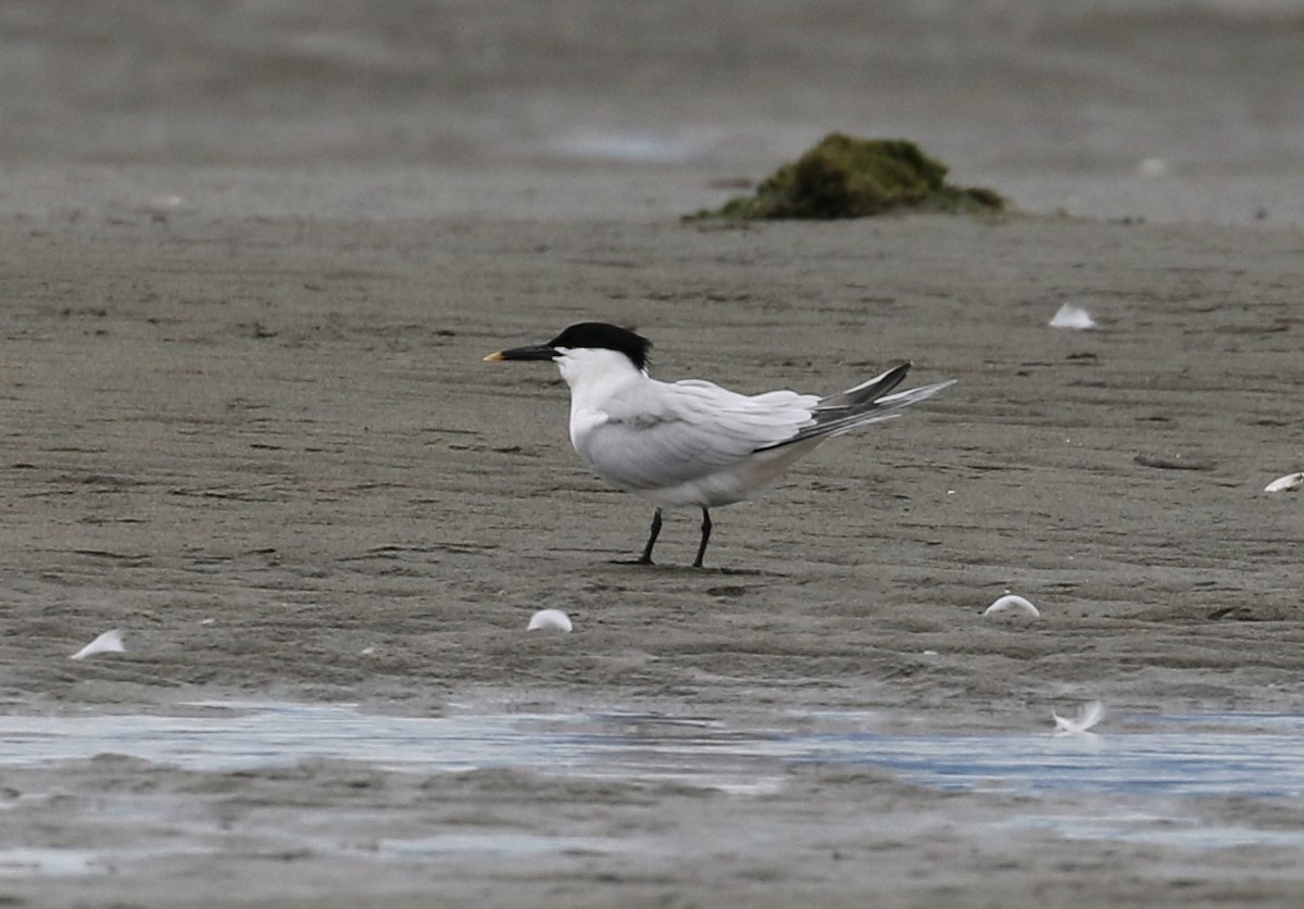 Sandwich Tern - ML336797511