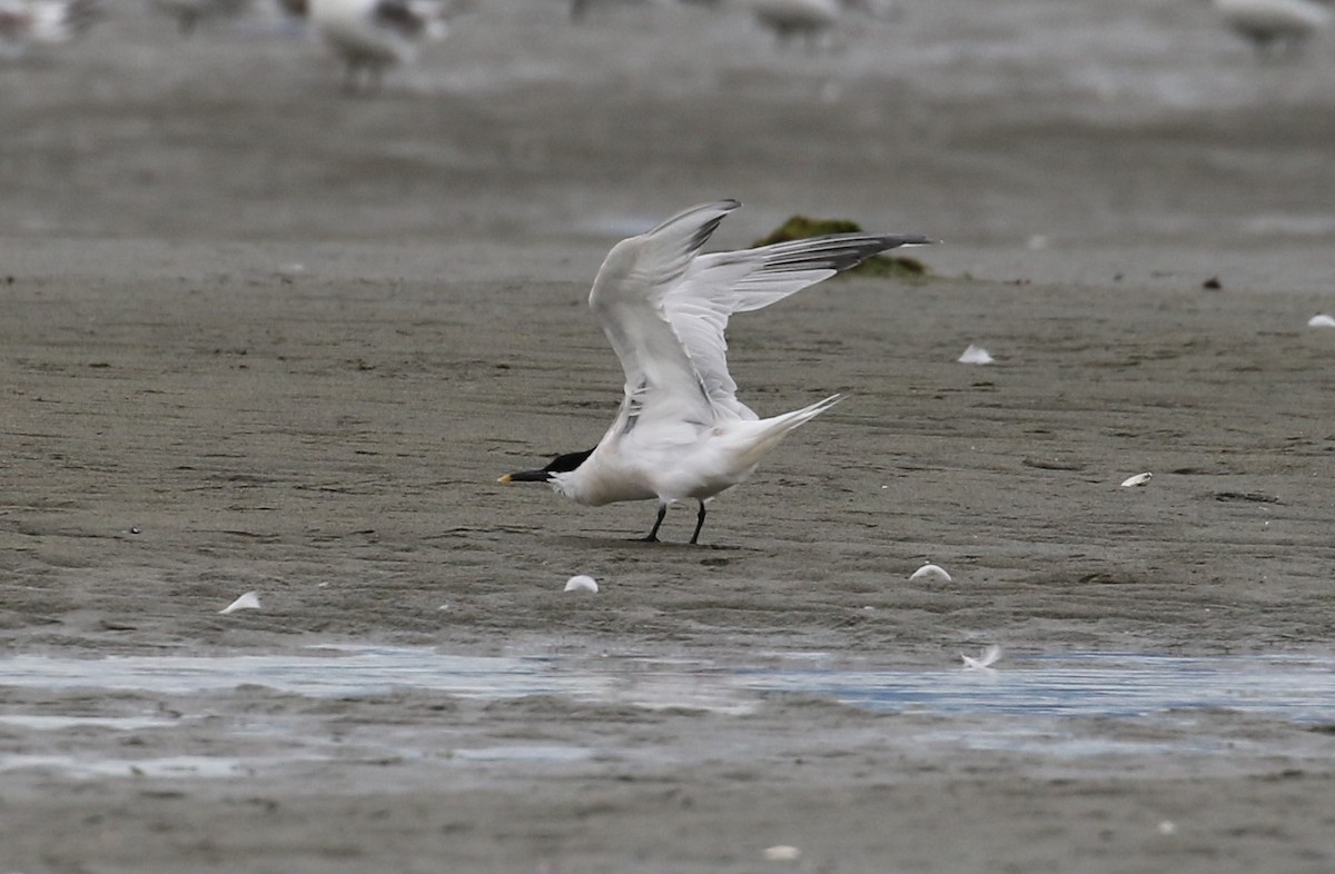 Sandwich Tern - ML336797581