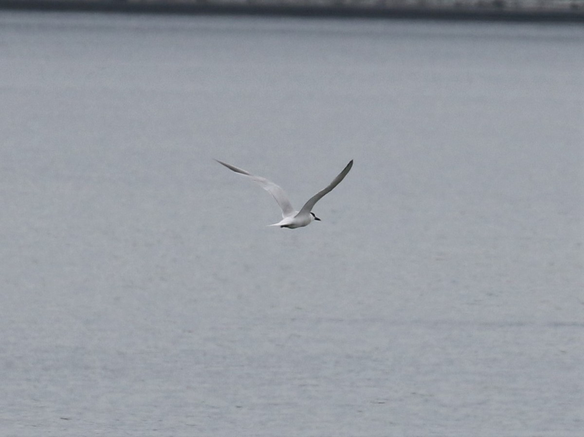 Sandwich Tern - Nat Drumheller