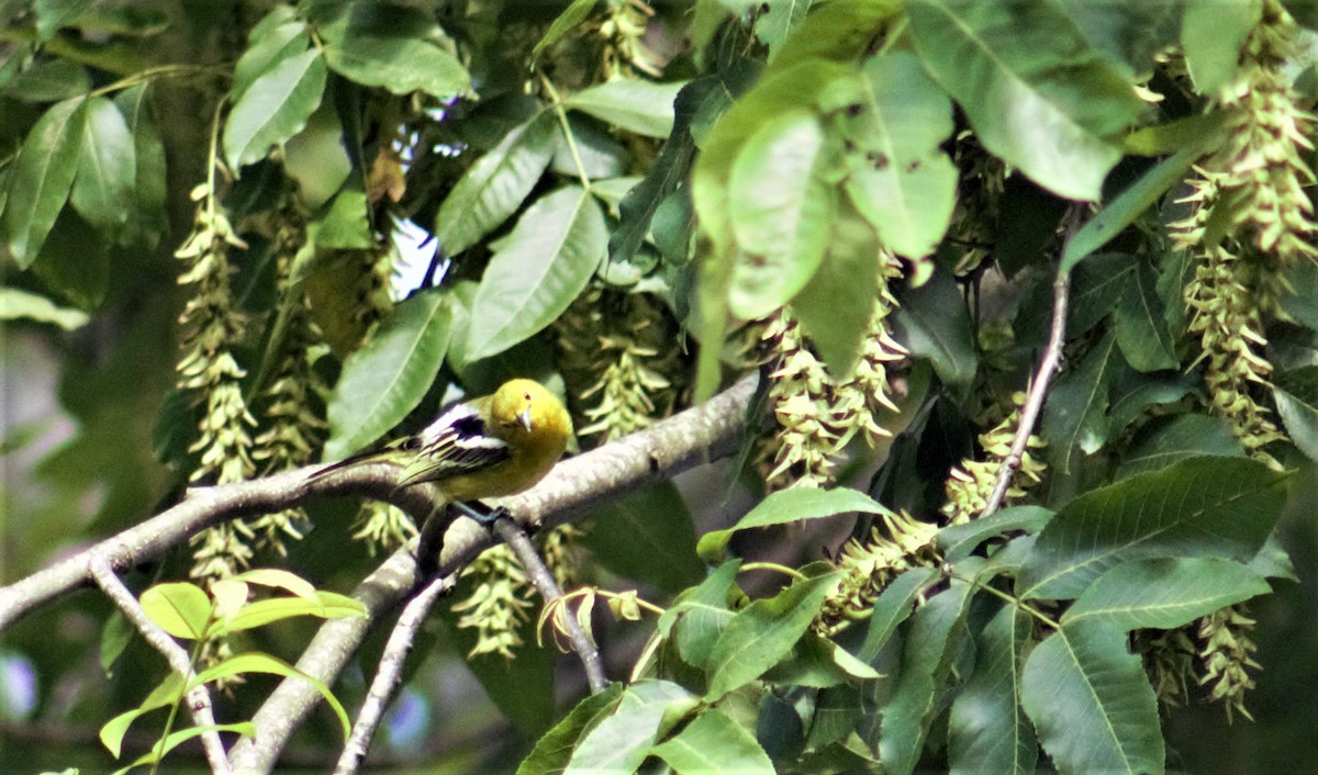 Common Iora - Souvit Chuekongya